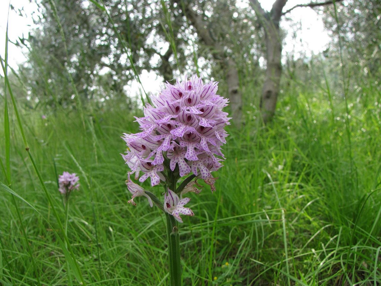 Neotinea tridentata, Ochis militari, simia e Anacamptis morio